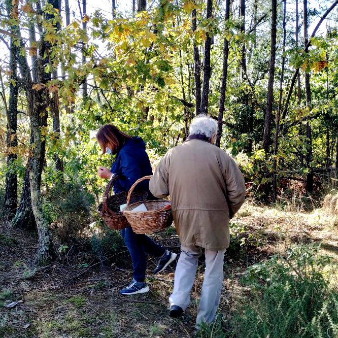 Encontro micológico na Universidade Sénior As Mestras de Ranatus Encontro micológico na Universidade Sénior As Mestras de Ranatus