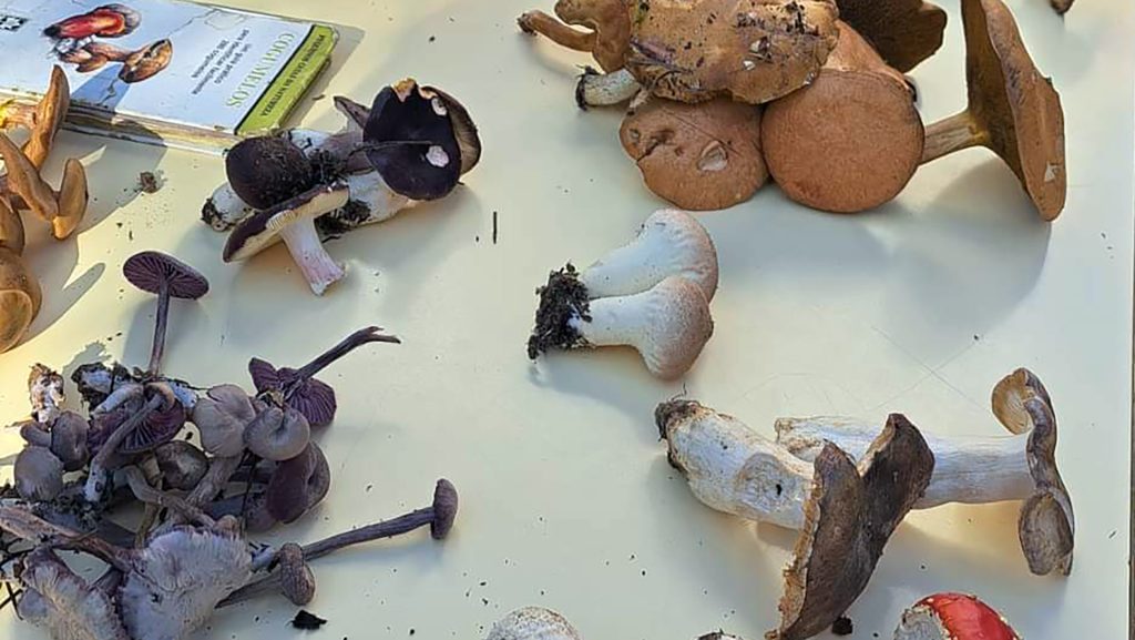 3° Encontro Micológico